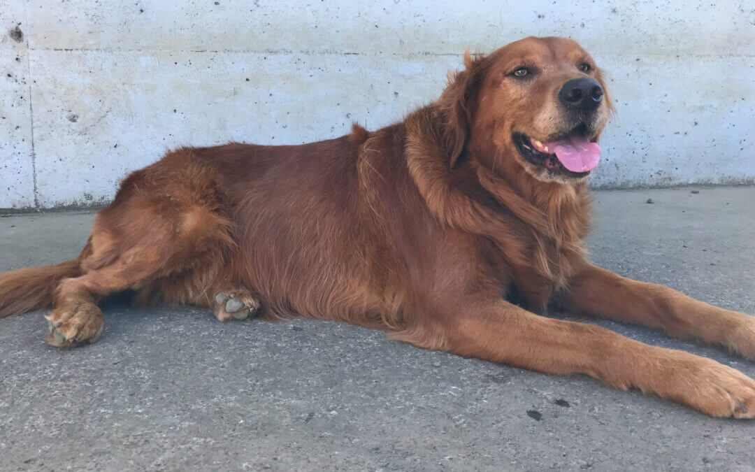 Do I Need to Tell My Insurance Company If My Dog Bites Someone?