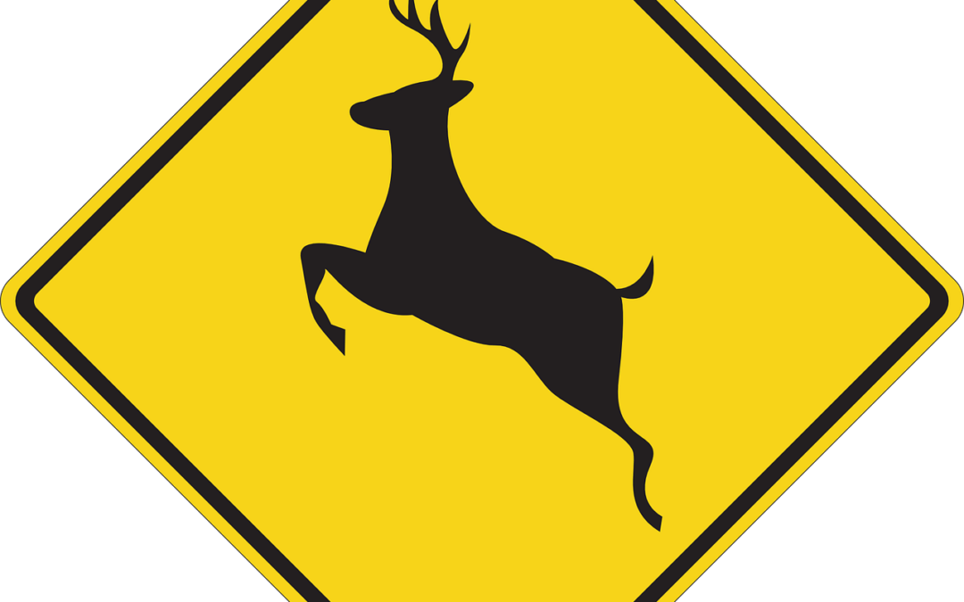 How to lower your risk for a deer collision