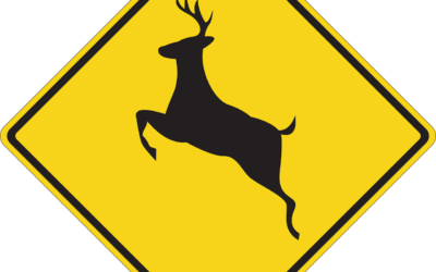 Active Deer Season & How to Lower Your Risk for a Collision