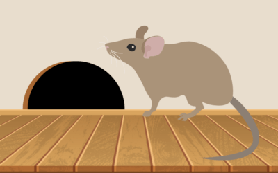 Rodent Damage & Preventative Steps to Take This Winter
