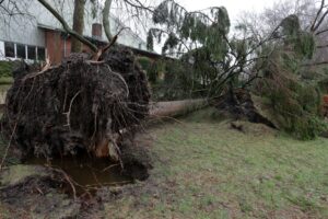 Who is Responsible When a Neighbor’s Tree Falls onto your Property?
